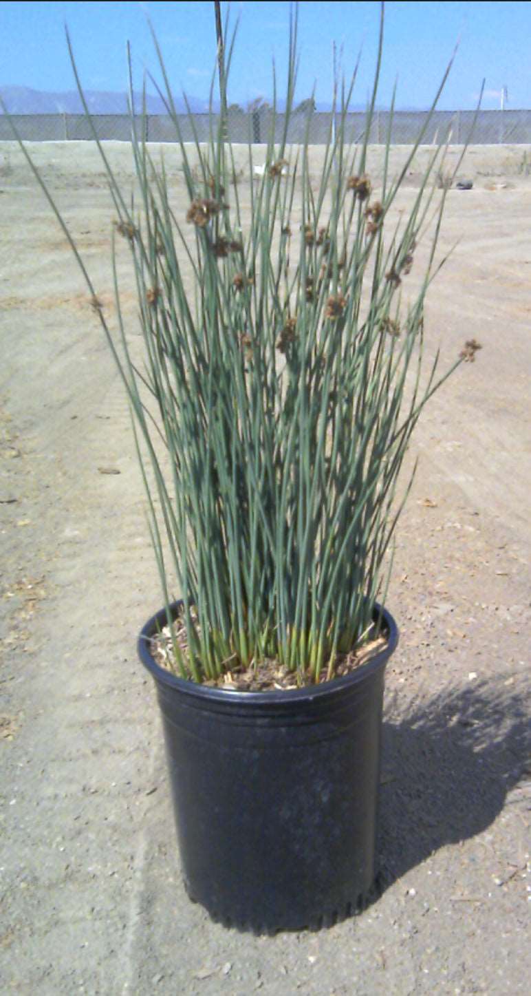 California Gray Rush, Common Rush Juncus patens Plant One Gallon Size Healthy Harvesters