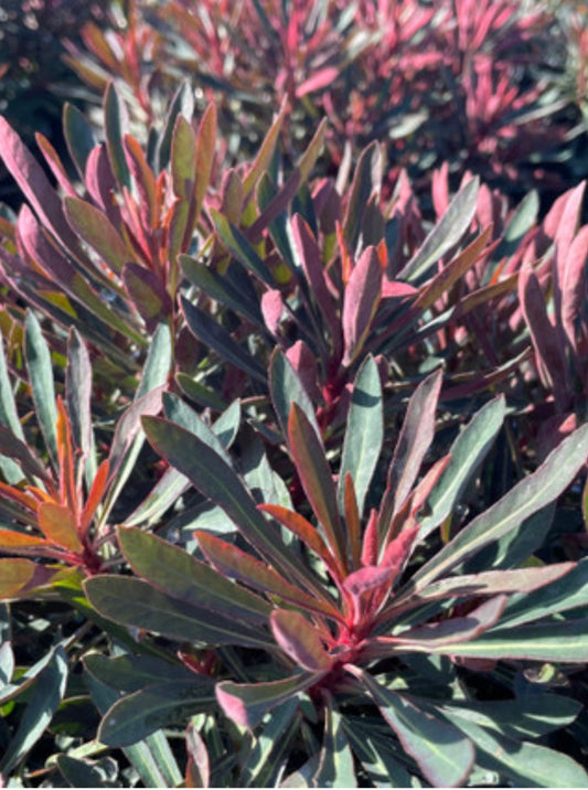 Ruby Glow Spurge Euphorbia amygdaloides 'Waleuphglo' Plant One Gallon Size Healhy Harvesters