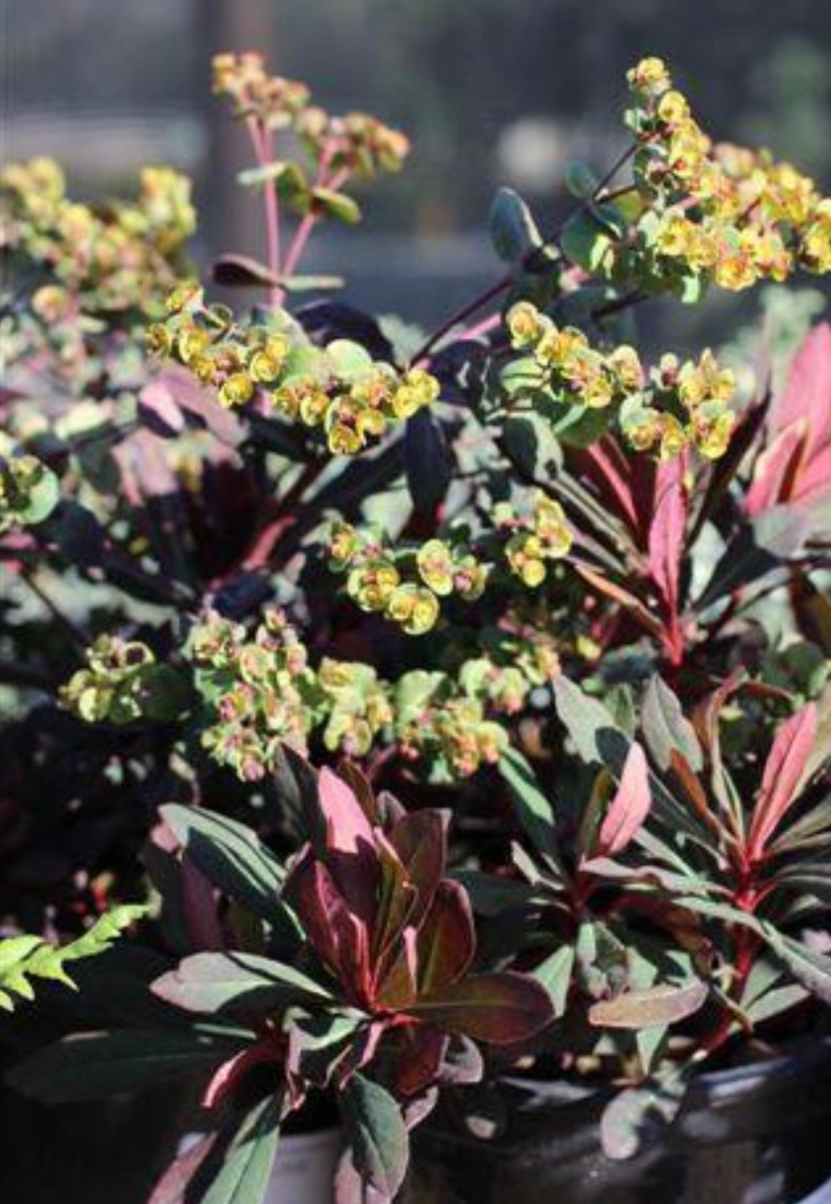 Ruby Glow Spurge Euphorbia amygdaloides 'Waleuphglo' Plant One Gallon Size Healhy Harvesters