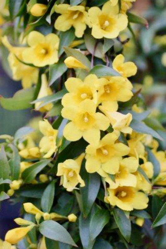 Carolina Jessamine Gelsemium sempervirens Plant One Gallon Size Healthy Harvesters