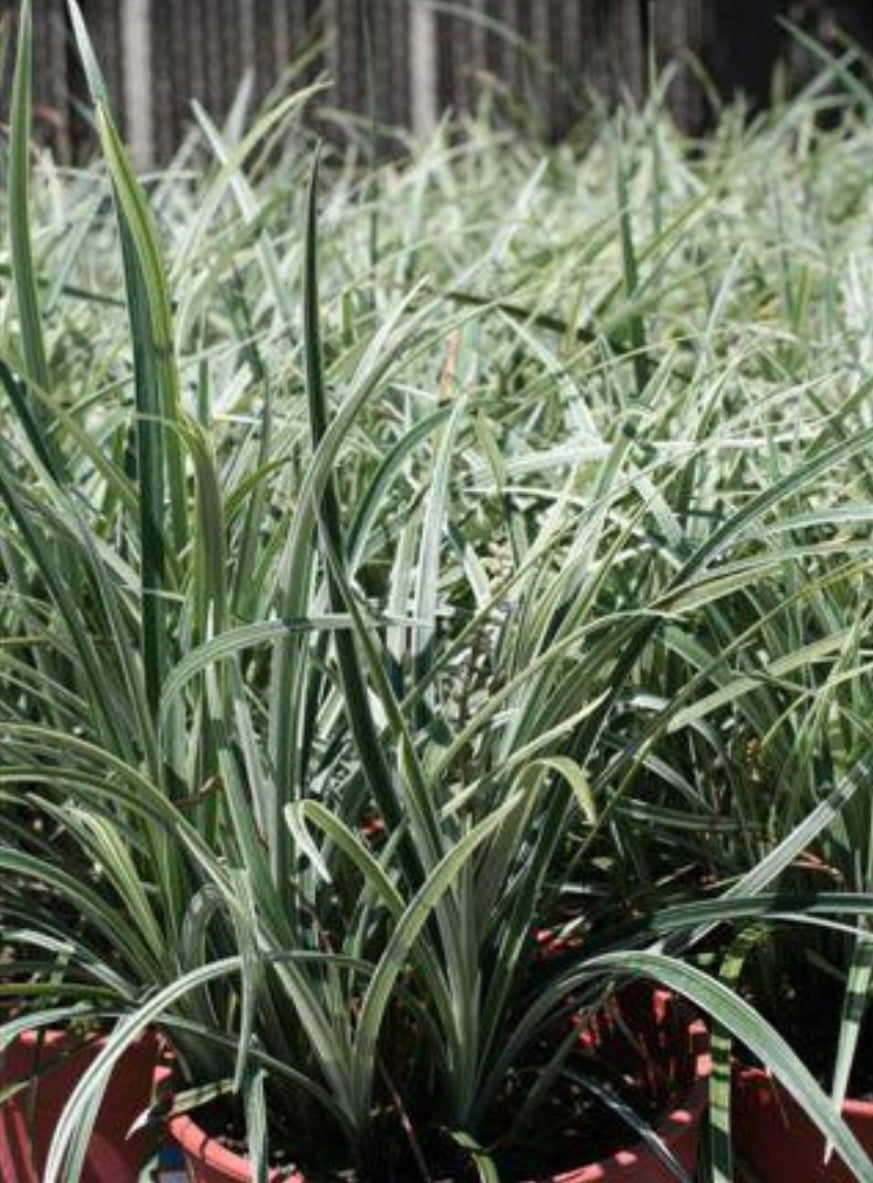 Silver Dragon Creeping Lily Turf Liriope spicata Plant One Gallon Size Healthy Harvesters
