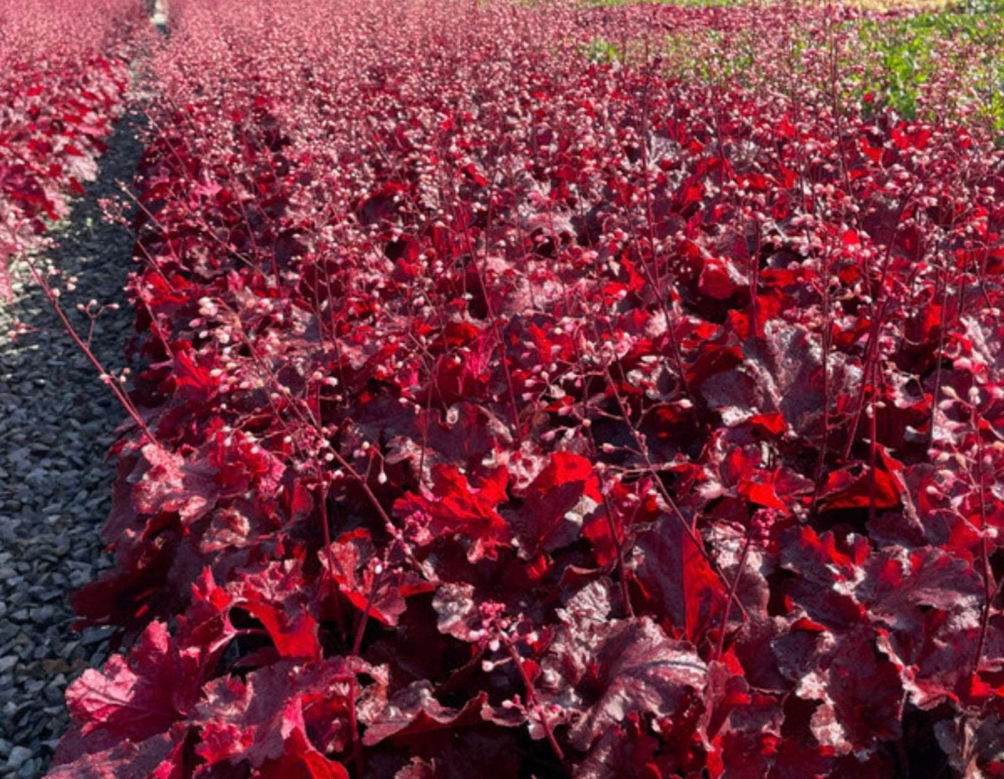 Forever Red Coral Bells Plant One Gallon Size Healthy Harvesters