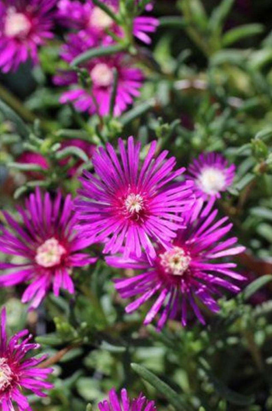 Hardy Ice Plant Delosperma cooperi One Gallon Size Healthy Harvesters