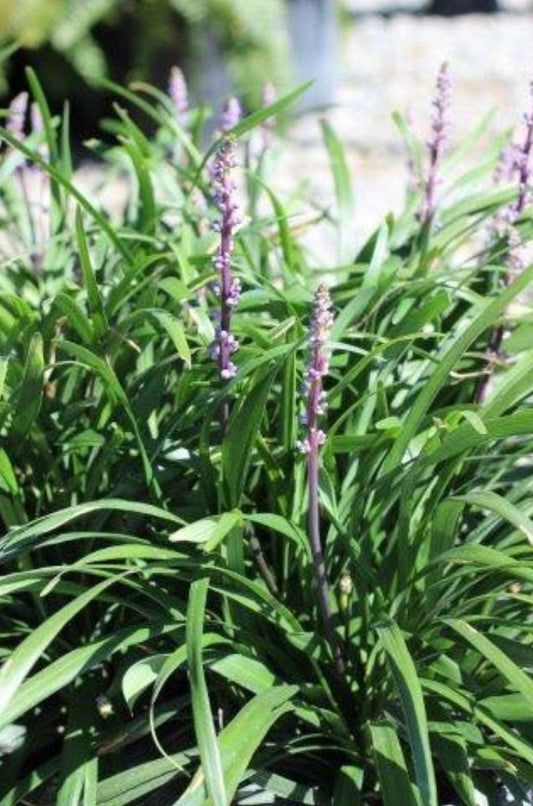 Blue Lily Turf Liriope muscari One Gallon Size Healthy Harvesters