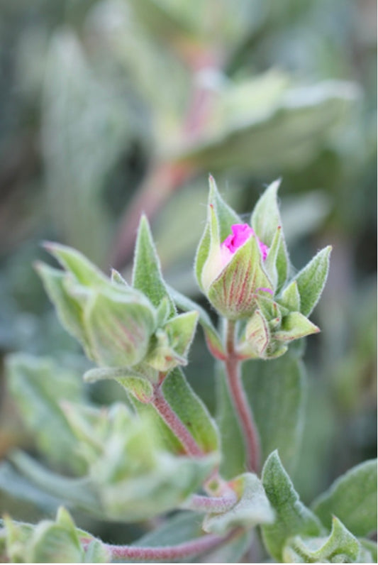 Magenta Rockrose Cistus x pulverulentus One Gallon Size Healthy Harvesters