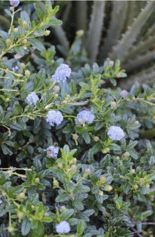 Ceanothus X Concha California Lilac Plant One Gallon Size Healthy Harvesters