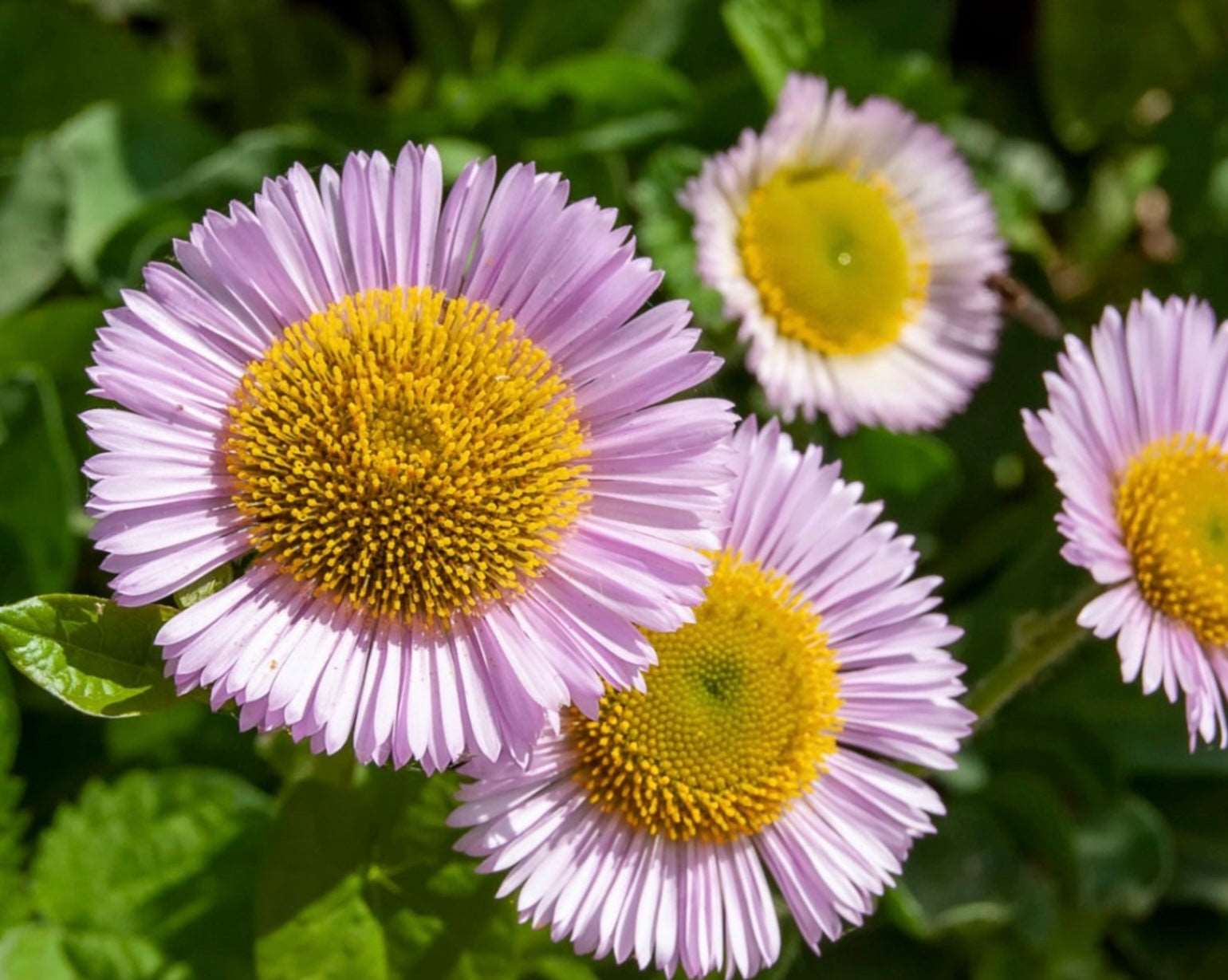 Cape Sebastian Seaside Daisy Erigeron glaucus Plant