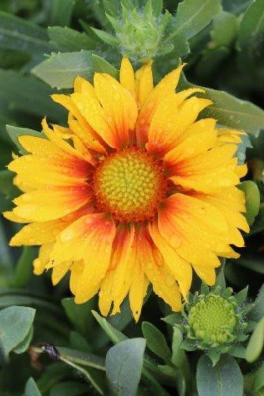 Arizona Apricot Blanket Flower Plant One Gallon Size Healthy Harvesters