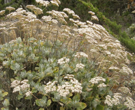 St. Catherine's Lace Plant One Gallon Size Healthy Harvesters