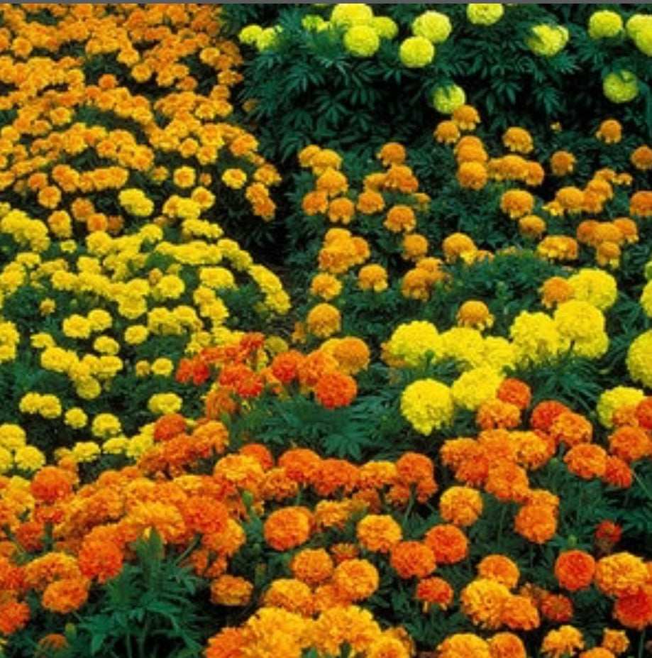 Tagetes Erecta Marigold Plant One Gallon Healthy Harvesters
