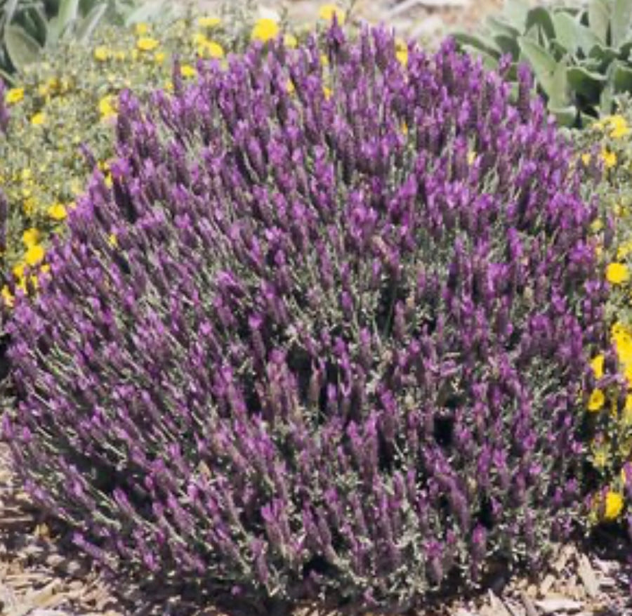 Lavandula Stochas Otto Quast Spanish Lavender Plant One Gallon Healthy Harvesters