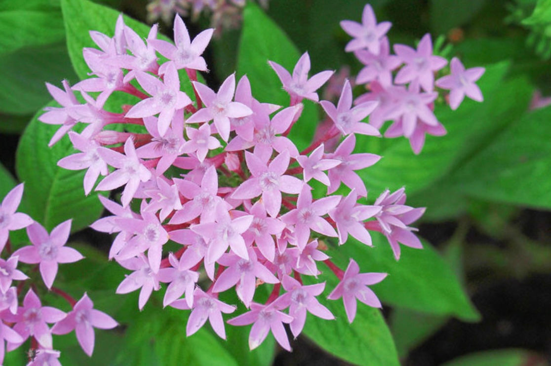 Pentas Lanceolata Egyptian Star Flower Plant One Gallon Size Healthy Harvesters