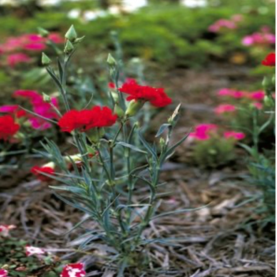 Dianthus Caryophyllus Carnations Plant One Gallon Healthy Harvesters