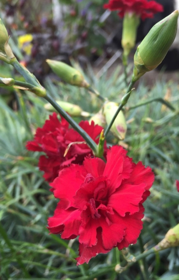 Dianthus Caryophyllus Carnations Plant One Gallon Healthy Harvesters