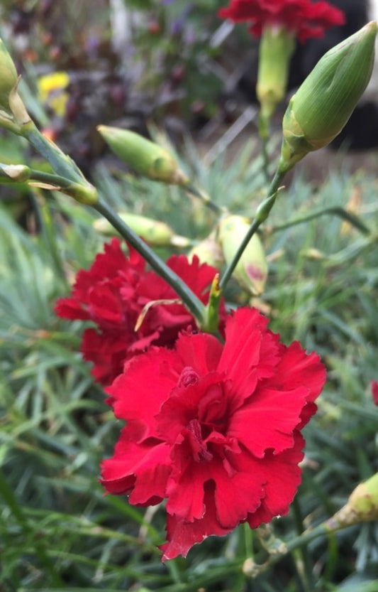 Dianthus Caryophyllus Carnations Plant One Gallon Healthy Harvesters