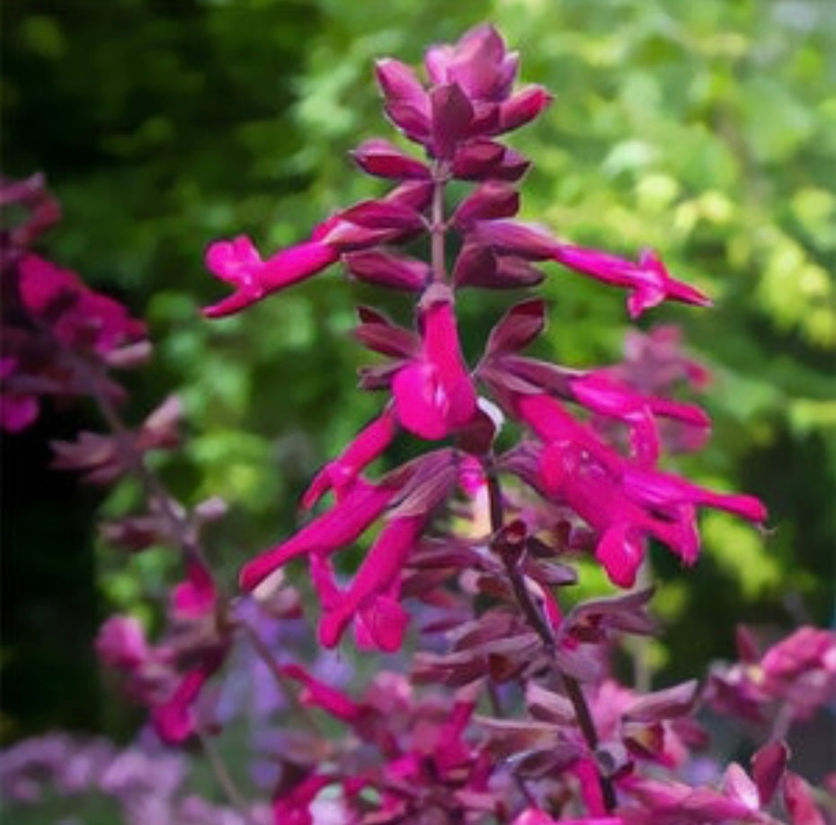 Salvia X Ser-Wish Love And Wishes Sage Plant One Gallon - Healthy ...