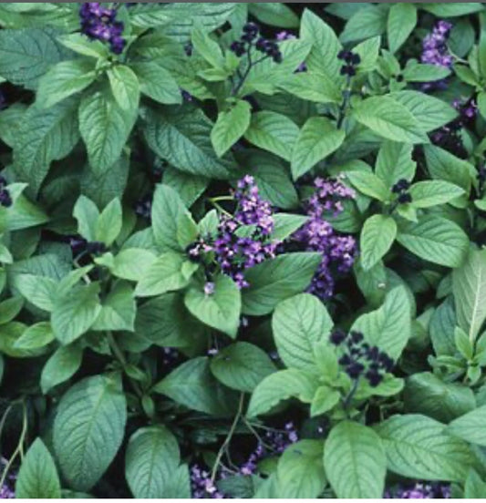 Heliotropium Arborescens Heliotrope Plant Healthy Harvesters