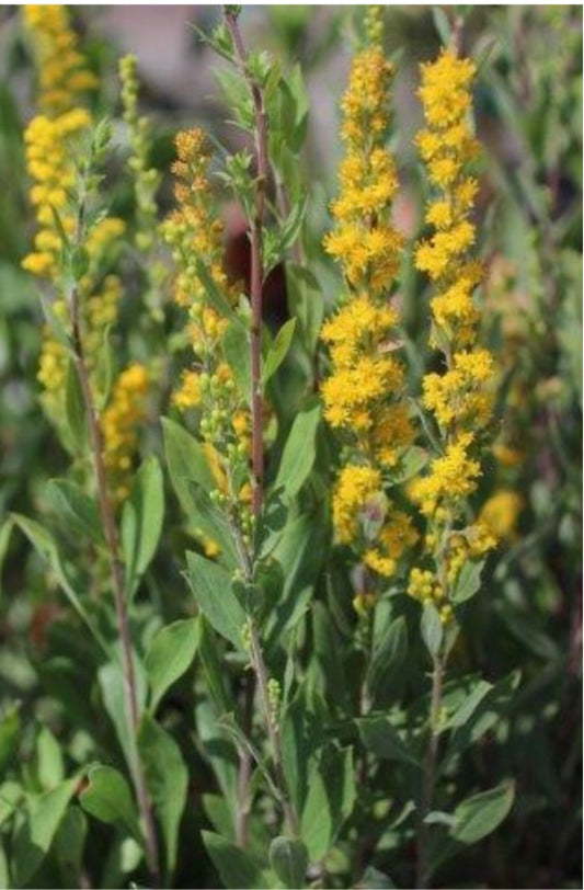 California Goldenrod Solidago velutina ssp. californica Plant One Gallon Healthy Harvesters