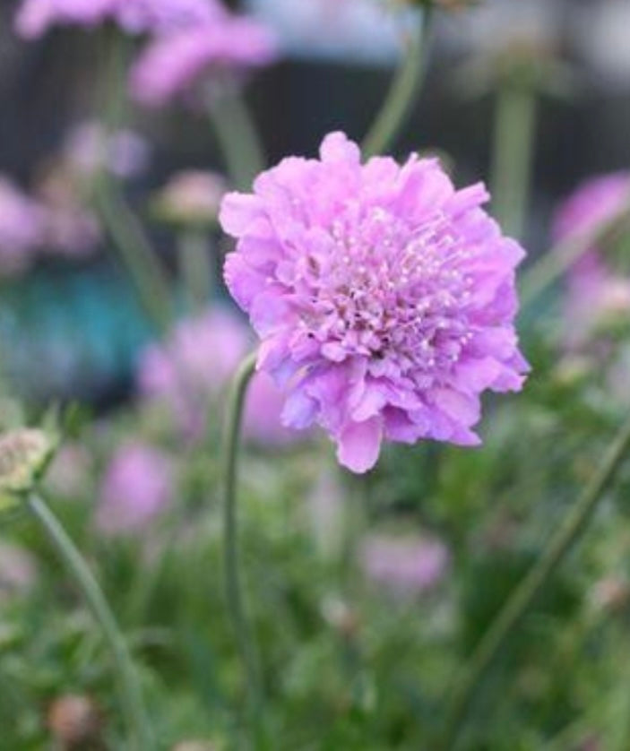 Pink Mist Pincushion Flower Scabiosa columbaria Plant One Gallon Healthy Harvesters