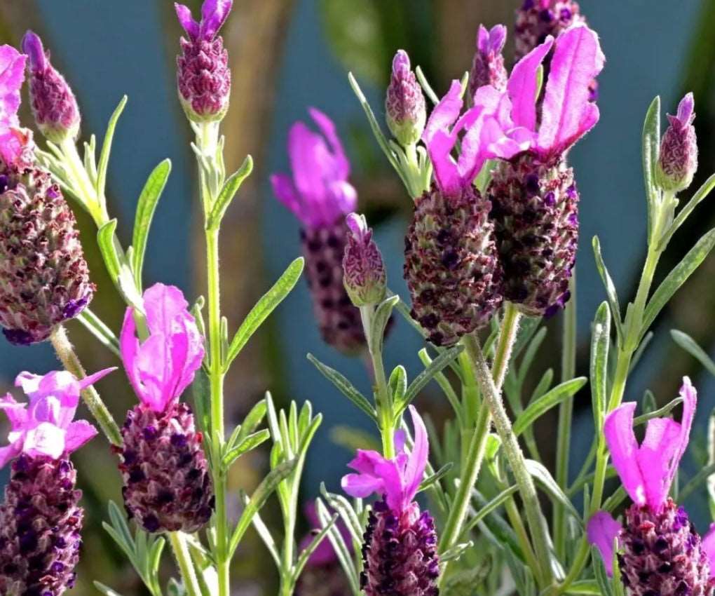 Lavandula Stochas Otto Quast Spanish Lavender Plant One Gallon Healthy Harvesters