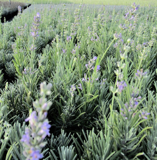 Twickel Purple English Lavender Plant One Gallon Healthy Harvesters