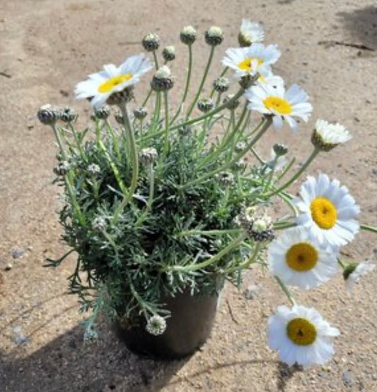 Rhodanthemum Hosmariense Moroccan Daisy Plant One Gallon Healthy Harvesters