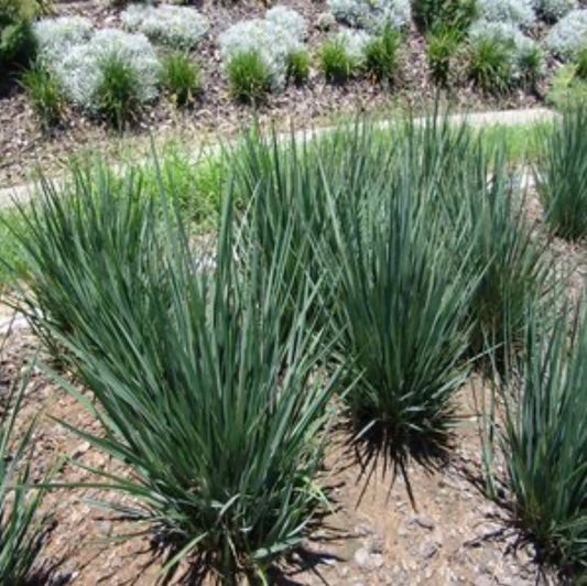 Flax Lilly