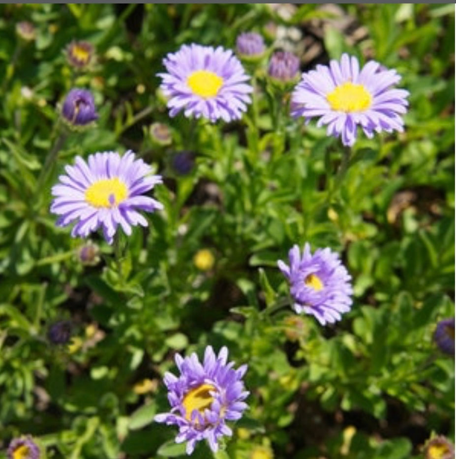 Brachycome Multifida Cut-Leafed Daisy One Gallon Plant Healthy Harvesters