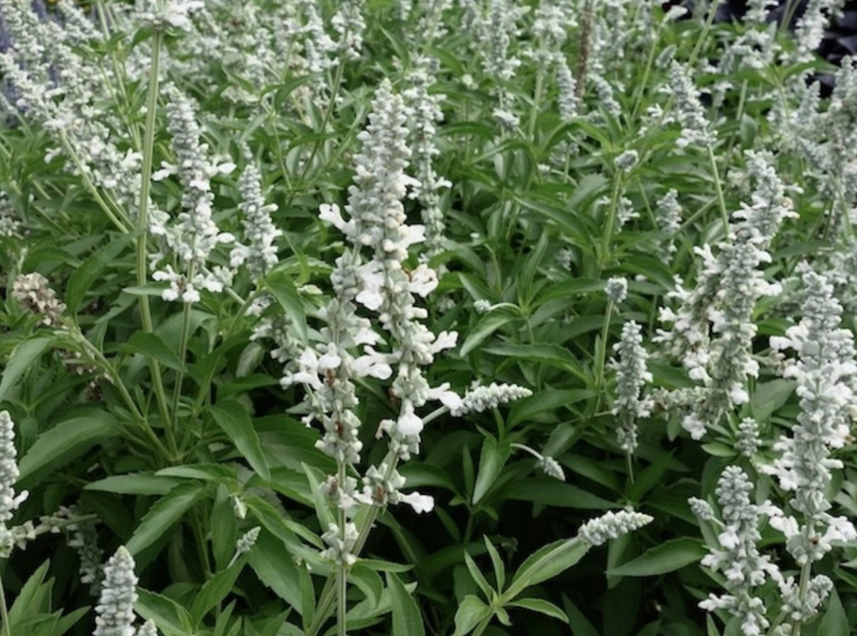 Salvia Longispicata X Farinacea White Flame Sage - Healthy Harvesters ...