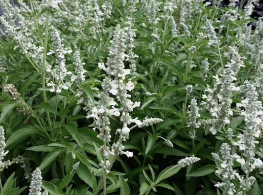 Salvia Longispicata X Farinacea White Flame Sage