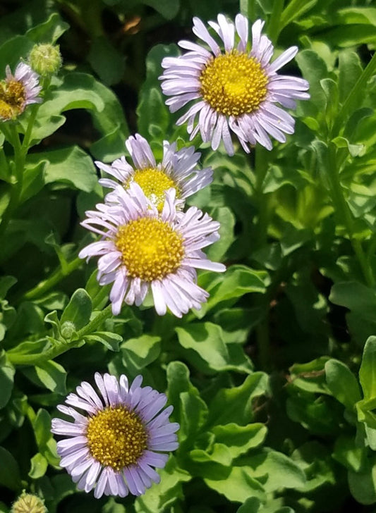 Cape Sebastian Seaside Daisy Erigeron glaucus