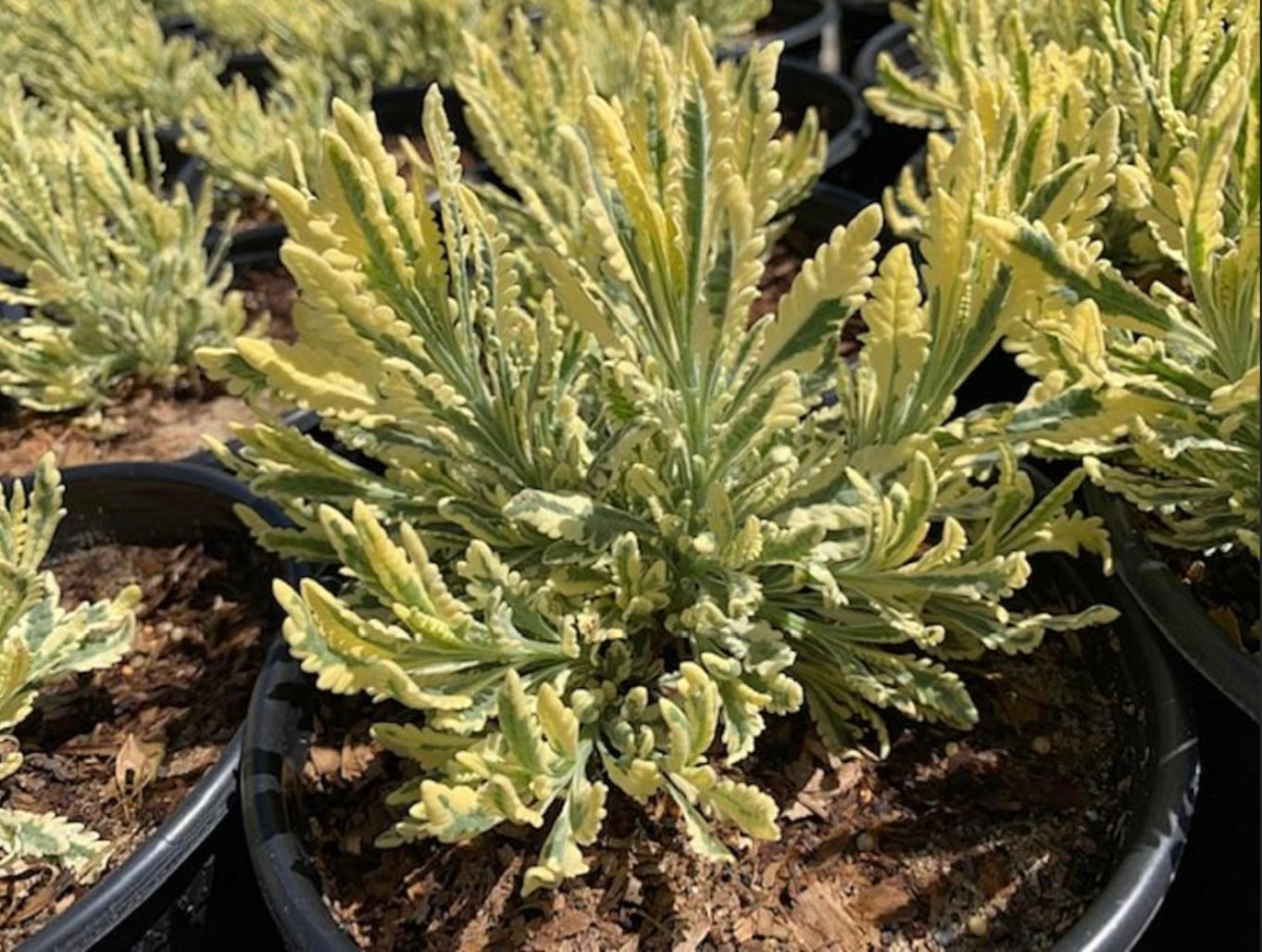 Lavandula Allardii Meerlo Lavender One Gallon