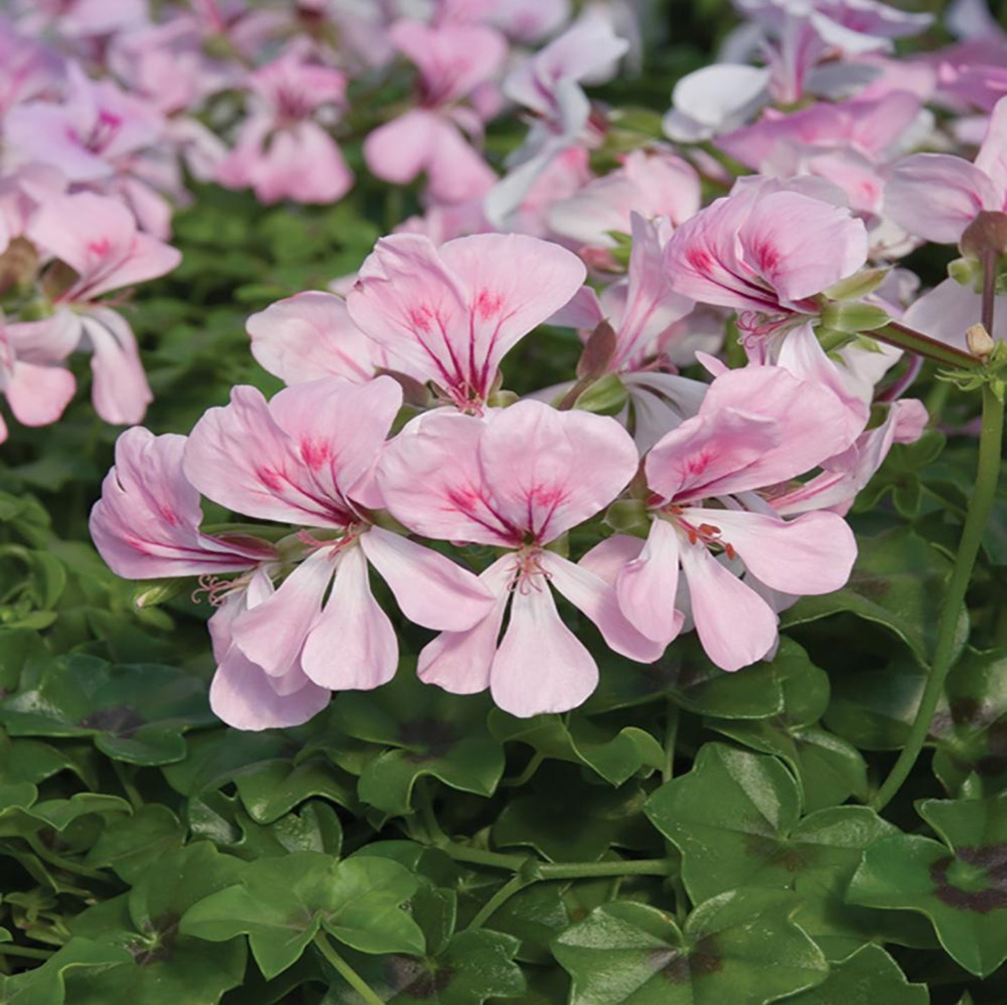 Pink Spice Geranium