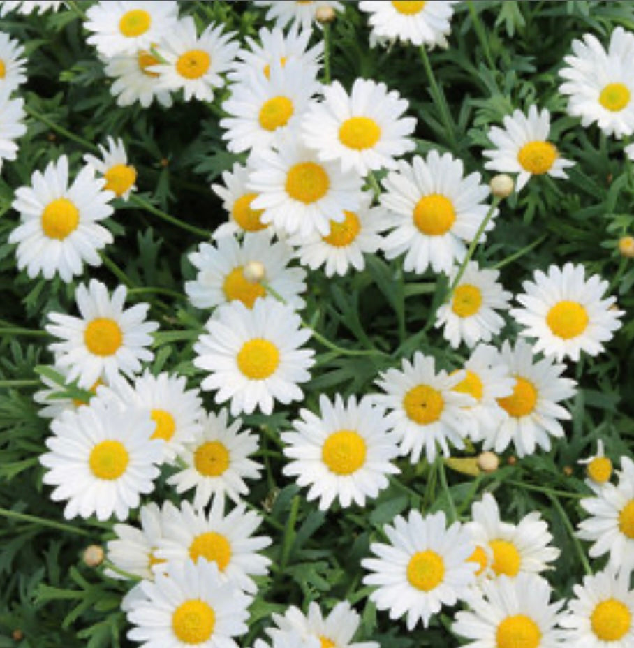 Argyranthemum Frutescens Marguerite Daisy landscape plant