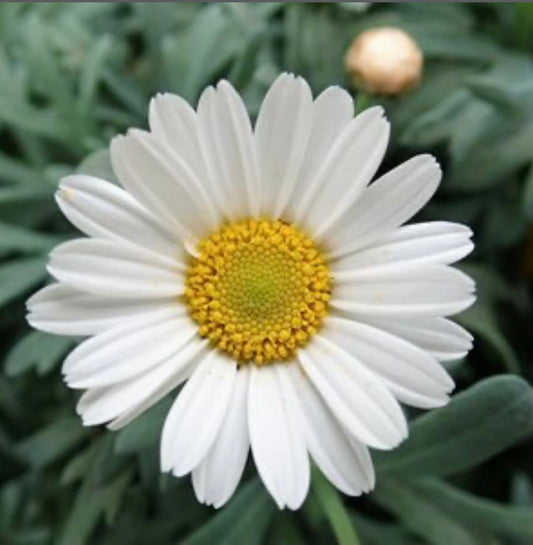 Argyranthemum Frutescens Marguerite Daisy