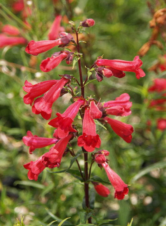 Penstemon 'Firebird