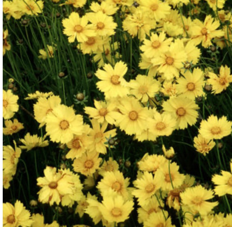 Coreopsis Lanceolata Tickseed