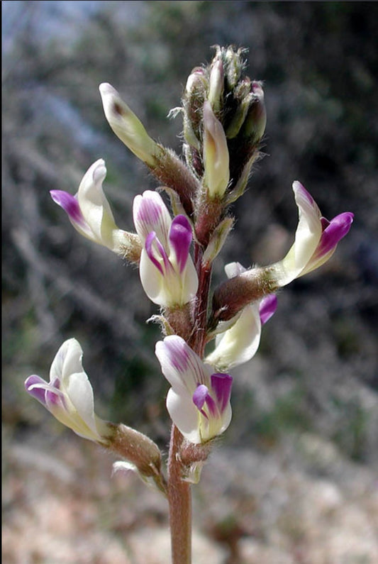 Laynes Milkvetch Astragalus layneae Seeds