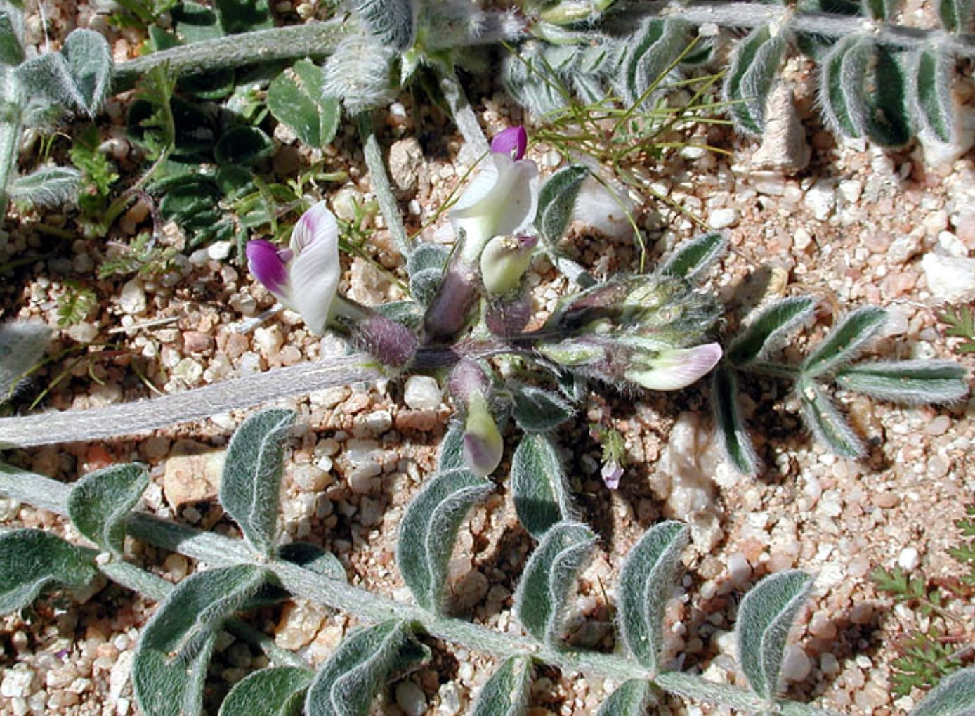 Laynes Milkvetch Astragalus layneae Seeds