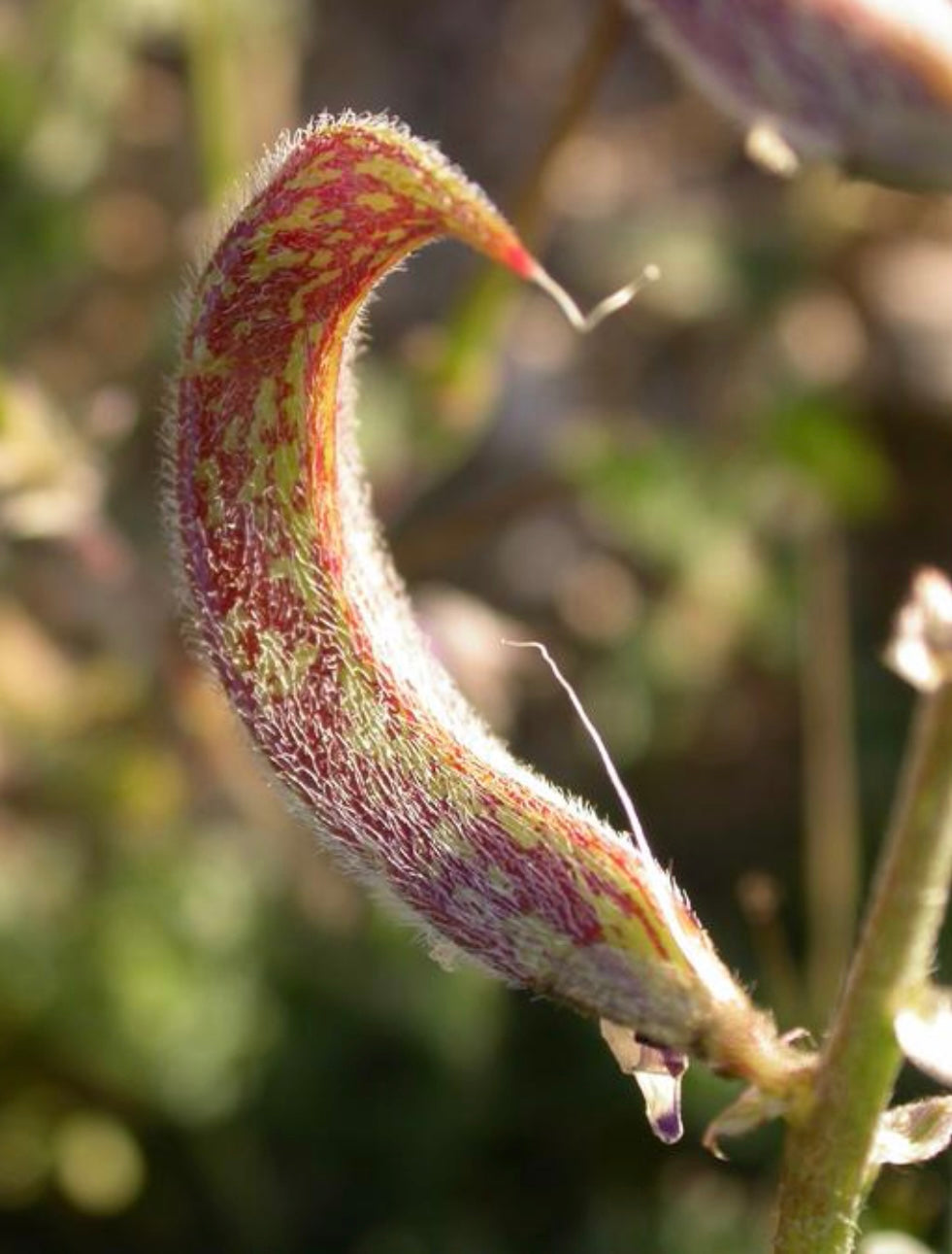 Laynes Milkvetch Astragalus layneae Seeds