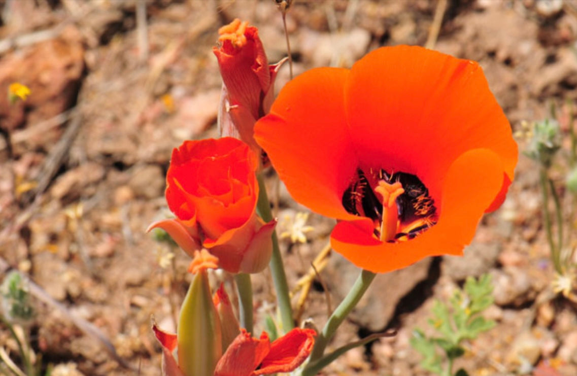 Desert Mariposa Lily Seeds