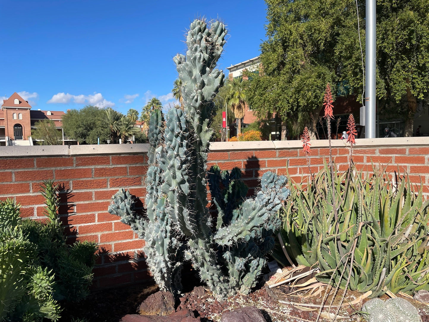 Curiosity Cactus