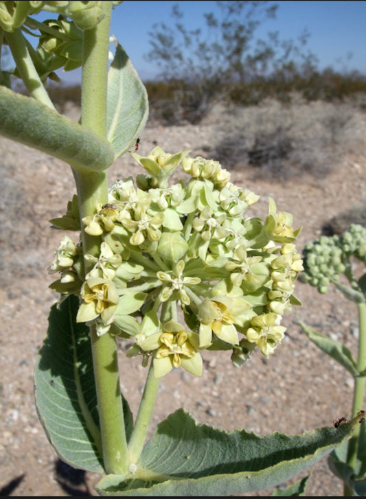 Desert Milkweed Asclepias erosa Seeds