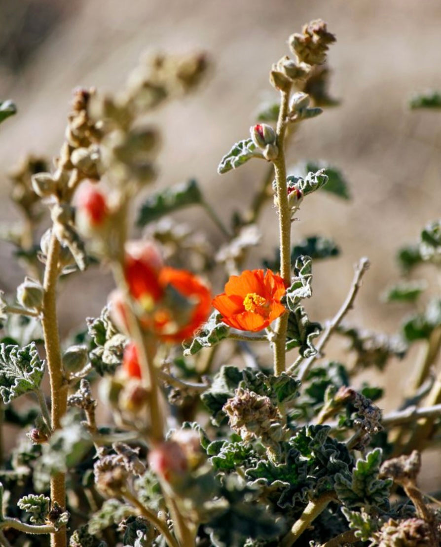 Desert Globe Mallow Sphaeralcea ambigua Seeds