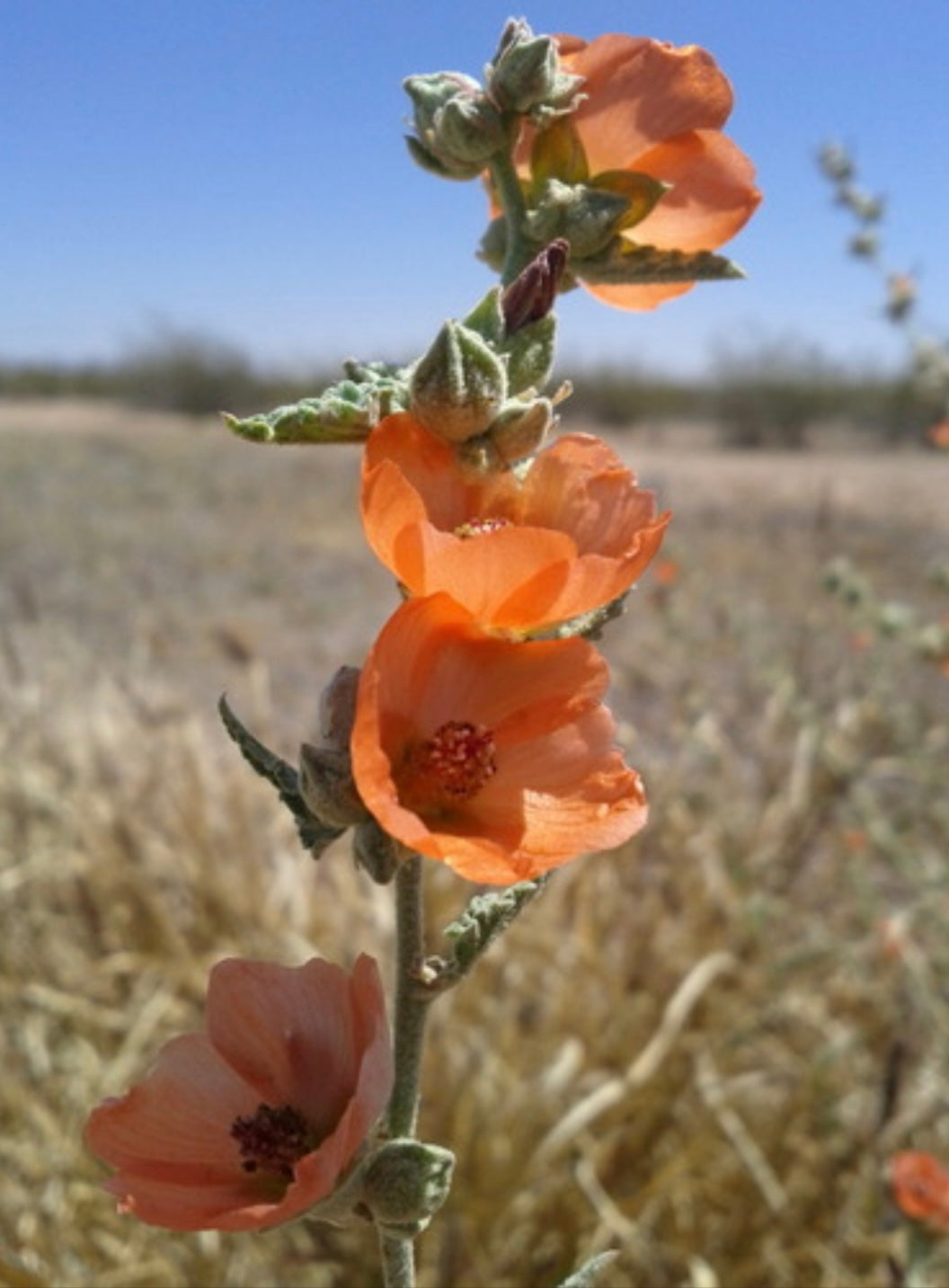 Desert Globe Mallow Sphaeralcea ambigua Seeds