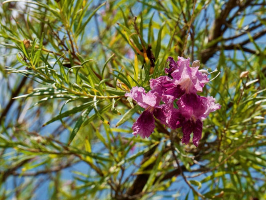 Desert Willow Chilopsis linearis Seeds