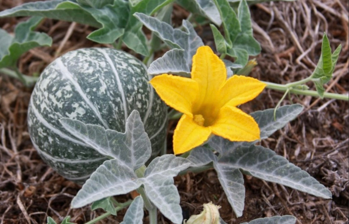 Coyote Gourd Cucurbita palmata Seeds