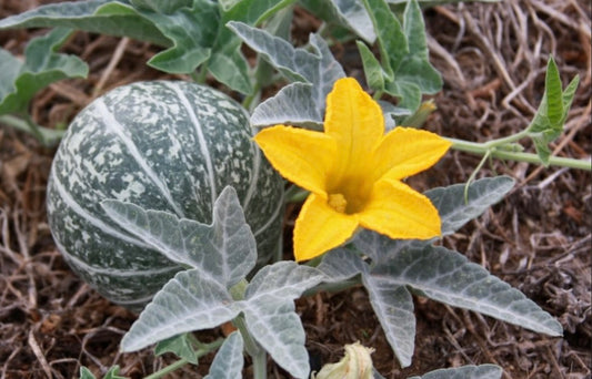 Coyote Gourd Cucurbita palmata Seeds