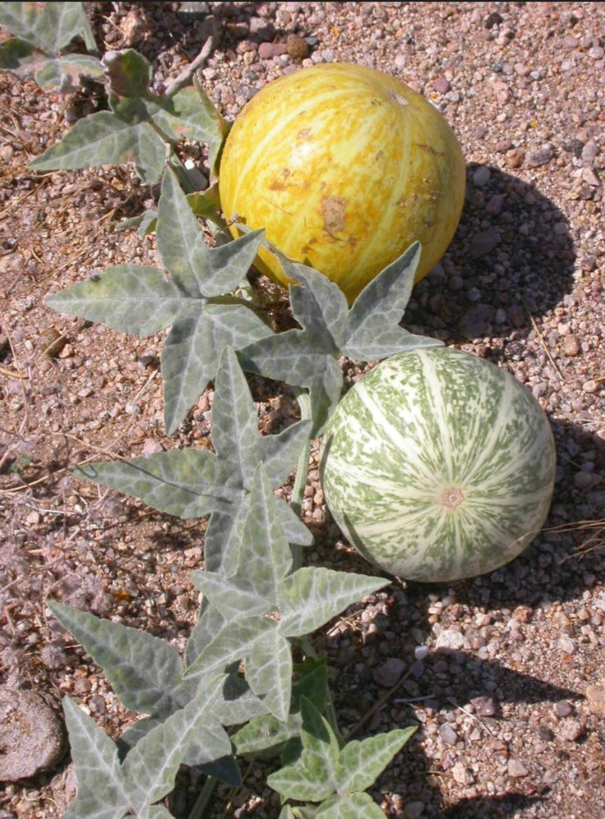 Coyote Gourd Cucurbita palmata Seeds