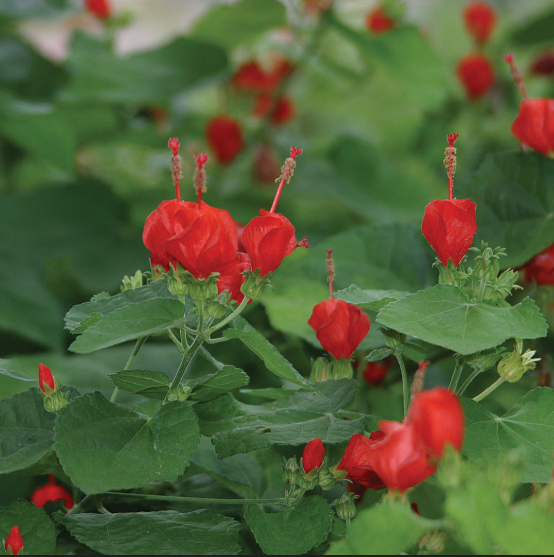 Turk’s Cap